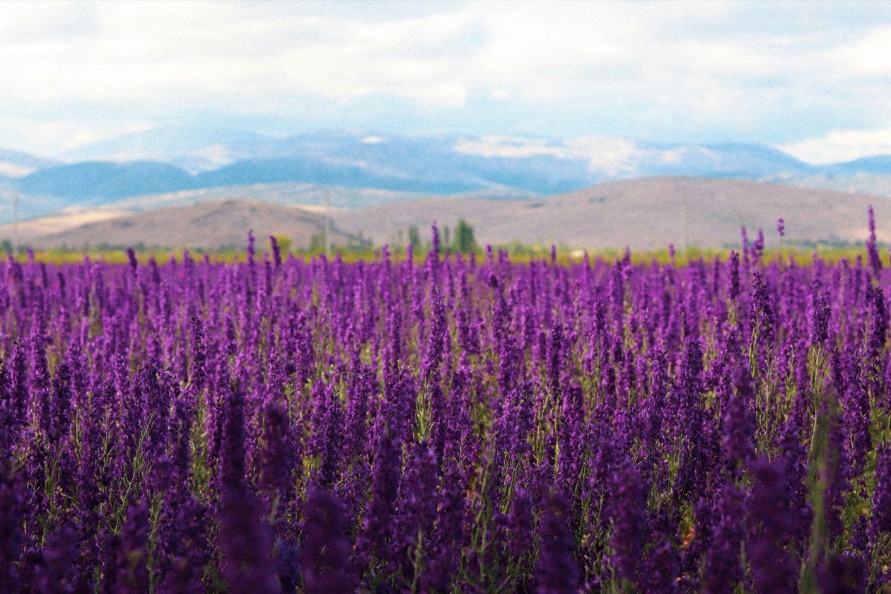 I 20 Migliori Strumenti AI che (Quasi) Nessuno Conosce nel 2026